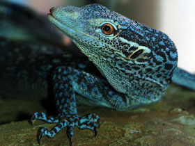 Фото Blue-spotted tree monitor