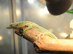 Фото Emerald tree monitor