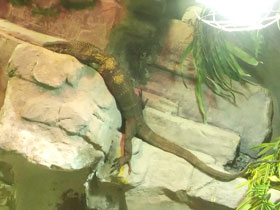 Фото Roughneck monitor