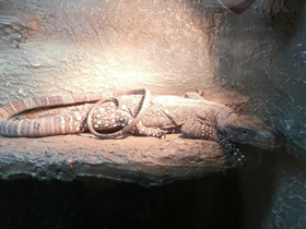 Фото Salvadori's monitor