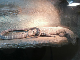 Фото Salvadori's monitor