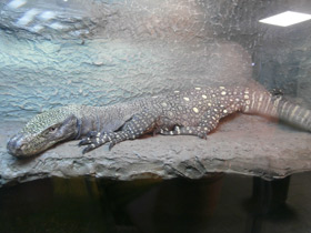Фото Salvadori's monitor