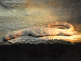 Фото Salvadori's monitor
