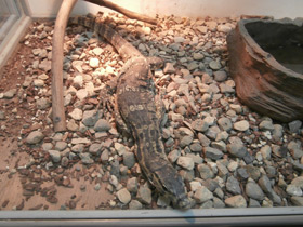 Фото Asian water monitor