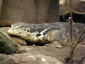 Фото Asian water monitor