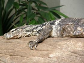 Фото Asian water monitor