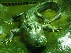 Фото American alligator