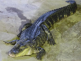 Фото American alligator