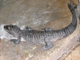 Фото Chinese alligator