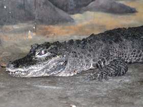 Фото Chinese alligator