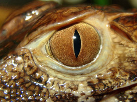 Фото Spectacled caiman