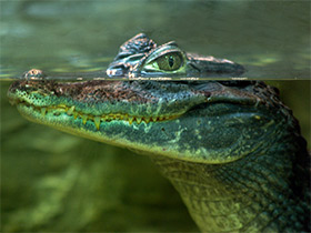 Фото Spectacled caiman
