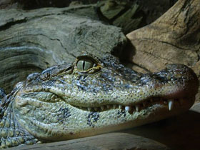 Фото Broad-snouted caiman