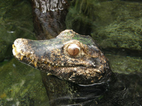 Фото Cuvier's dwarf caiman