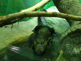 Фото Cuvier's dwarf caiman