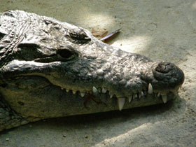 Фото Nile crocodile
