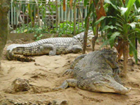 Фото Nile crocodile