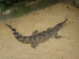 Фото Slender-snouted crocodile