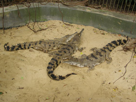 Фото Slender-snouted crocodile