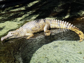 Фото Freshwater crocodile