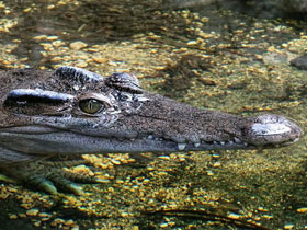 Фото Philippine crocodile