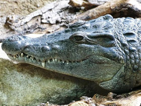 Фото Philippine crocodile