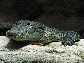 Фото Morelet's crocodile