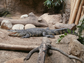 Фото Morelet's crocodile