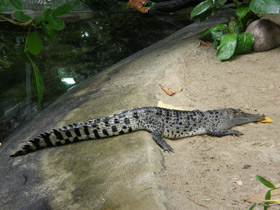Фото New Guinea crocodile