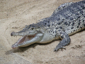 Фото New Guinea crocodile
