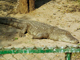 Фото Mugger crocodile