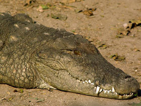 Фото Mugger crocodile