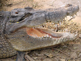 Фото Saltwater crocodile