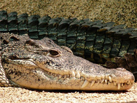Фото Cuban crocodile