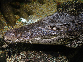 Фото Cuban crocodile