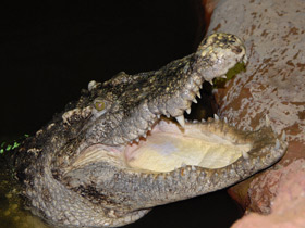 Фото Siamese crocodile