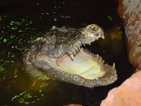 Фото Siamese crocodile