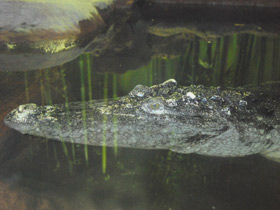 Фото Siamese crocodile