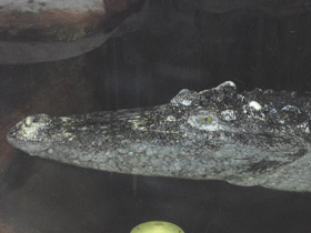 Фото Siamese crocodile