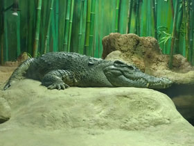 Фото Siamese crocodile