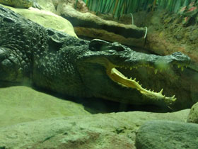 Фото Siamese crocodile