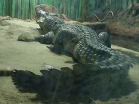 Фото Siamese crocodile