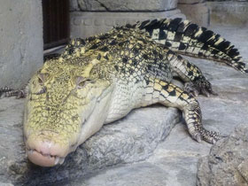 Фото Siamese crocodile