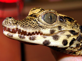 Фото Dwarf crocodile