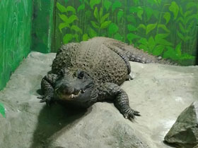 Фото Dwarf crocodile