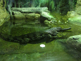 Фото False gharial