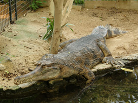 Фото False gharial