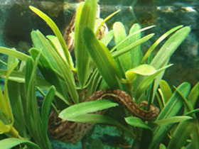 Фото Elephant Trunk Snake