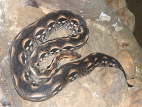 Фото Madagascar boa