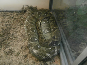 Фото Madagascar boa